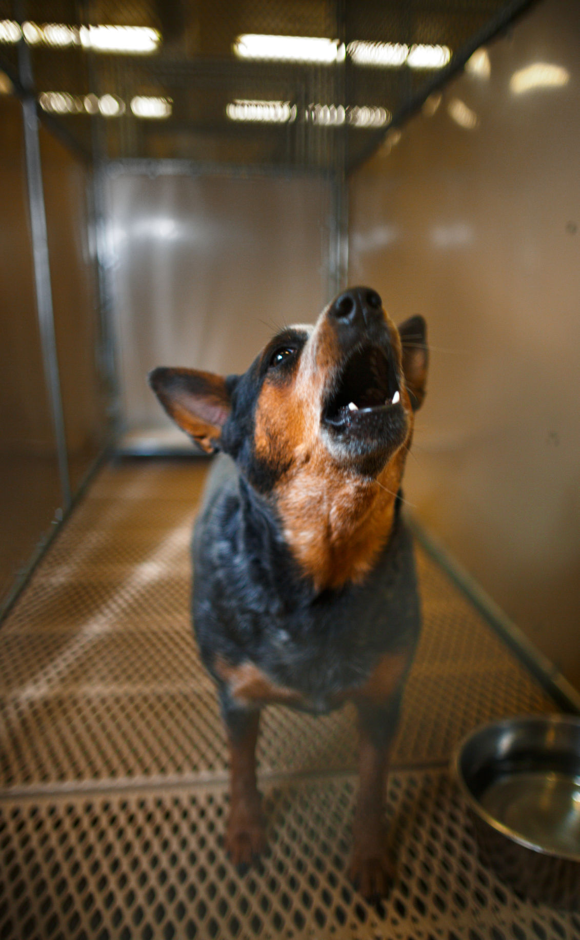 04_jw_Dog attack 120914__N5V9045.jpg